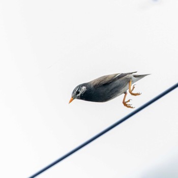 White-cheeked Starling 京都市西京区 Sun, 5/3/2020