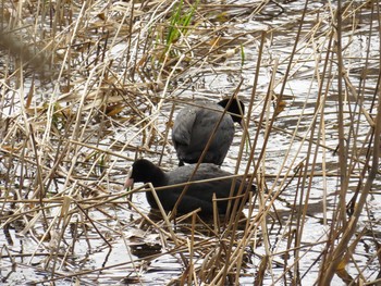 オオバン 西岡公園(西岡水源地) 2016年4月19日(火)