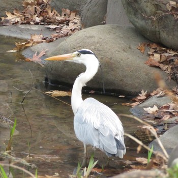 アオサギ 中島公園 2020年5月3日(日)