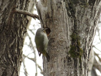 Grey-headed Woodpecker Nishioka Park Tue, 4/19/2016