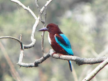 White-throated Kingfisher Havelock Island Sun, 1/10/2010