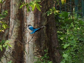 White-throated Kingfisher Havelock Island Sun, 4/18/2010