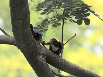 White-throated Kingfisher Havelock Island Sun, 5/16/2010