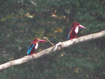 White-throated Kingfisher Havelock Island Sun, 3/7/2010