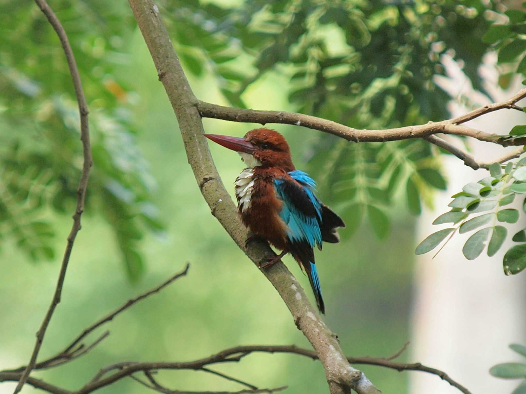 Kolkata Botanic Garden by Taxi's Bar