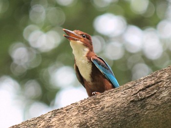 White-throated Kingfisher Havelock Island Sun, 5/16/2010