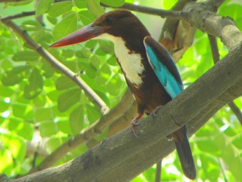 White-throated Kingfisher Havelock Island Sun, 3/21/2010