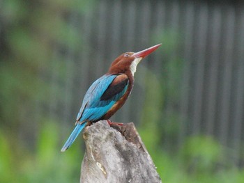 White-throated Kingfisher Havelock Island Sun, 6/27/2010