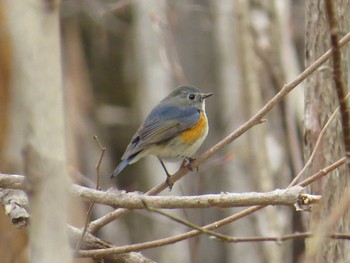 ルリビタキ 西岡公園(西岡水源地) 2016年4月19日(火)