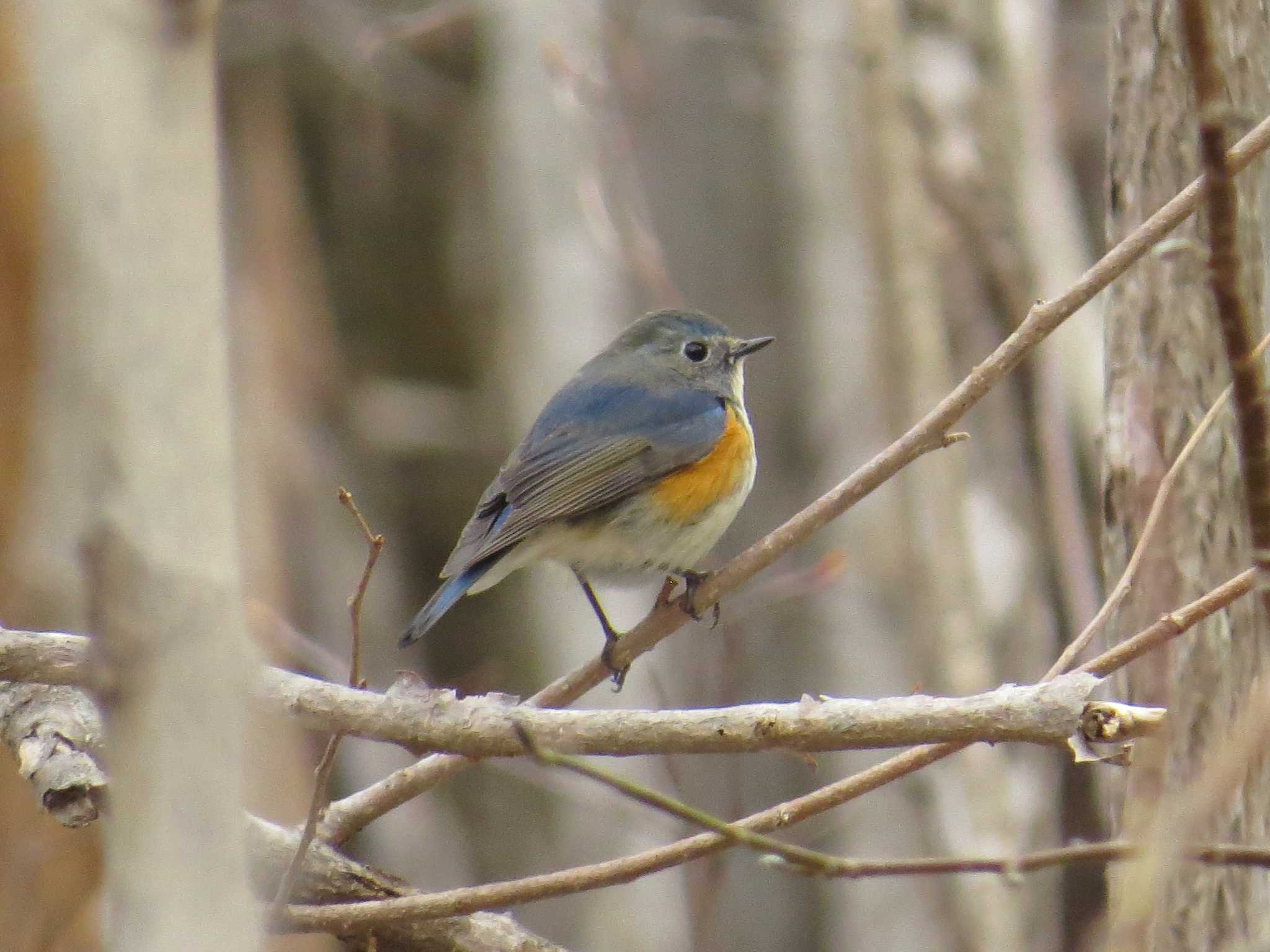 Photo of Red-flanked Bluetail at Nishioka Park by Yo