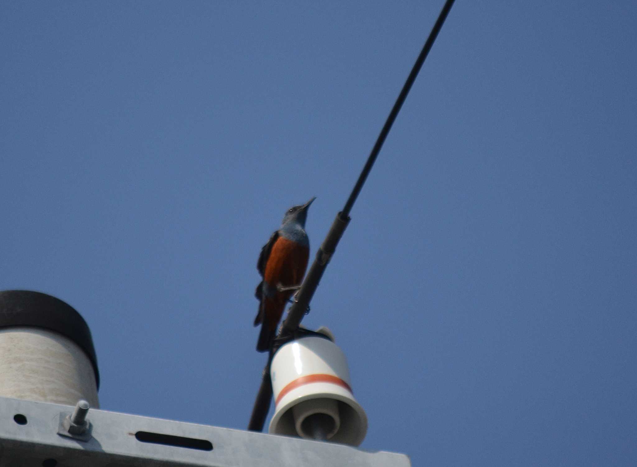 Photo of Blue Rock Thrush at 神戸市西区伊川谷町潤和 by kazu