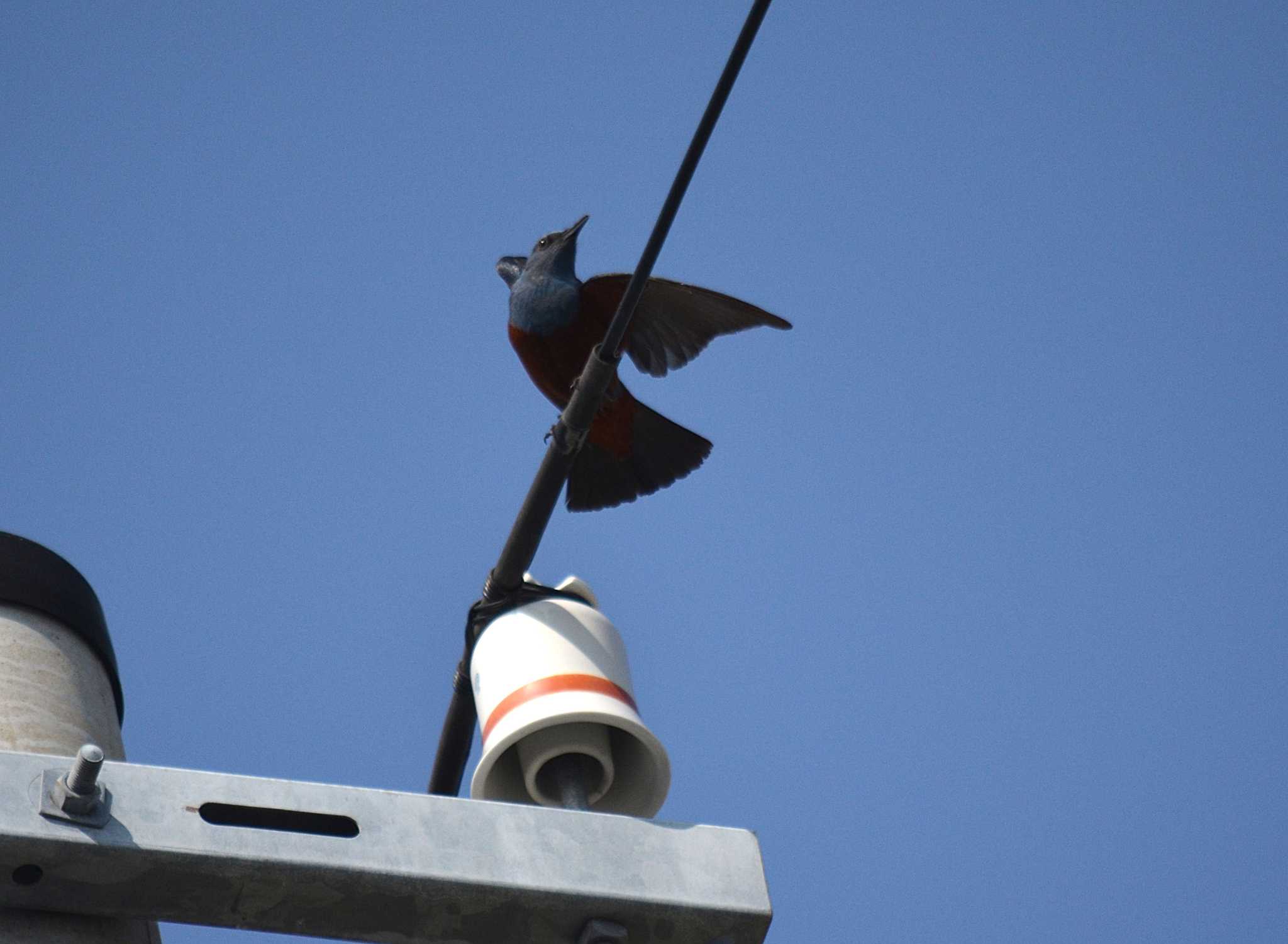 Photo of Blue Rock Thrush at 神戸市西区伊川谷町潤和 by kazu