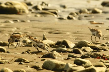 Dunlin 酒匂川 Wed, 4/22/2020