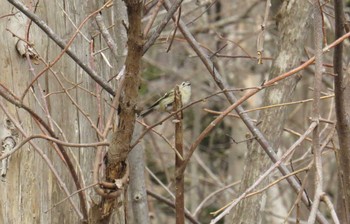 キクイタダキ 西岡公園(西岡水源地) 2016年4月19日(火)