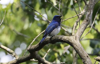 Blue-and-white Flycatcher 和歌山市 Mon, 5/4/2020