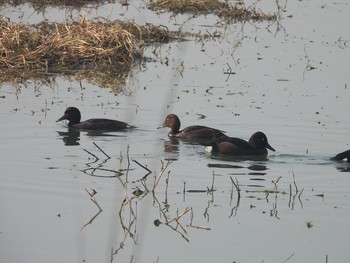 Ferruginous Duck Sultanpur National Park Fri, 1/3/2020