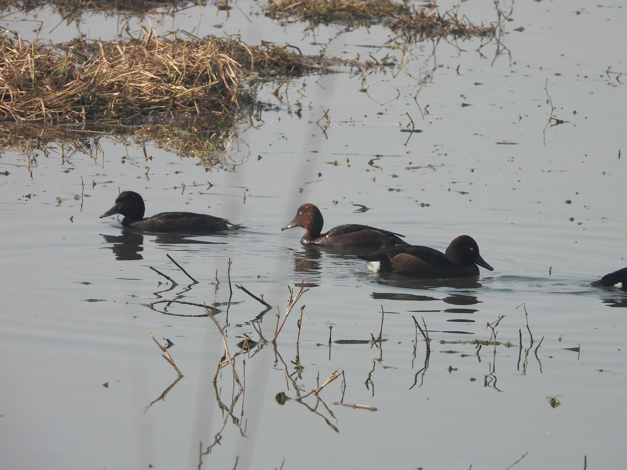 Sultanpur National Park メジロガモの写真 by Mugi