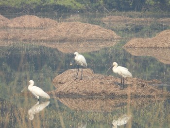 Eurasian Spoonbill Sultanpur National Park Fri, 1/3/2020