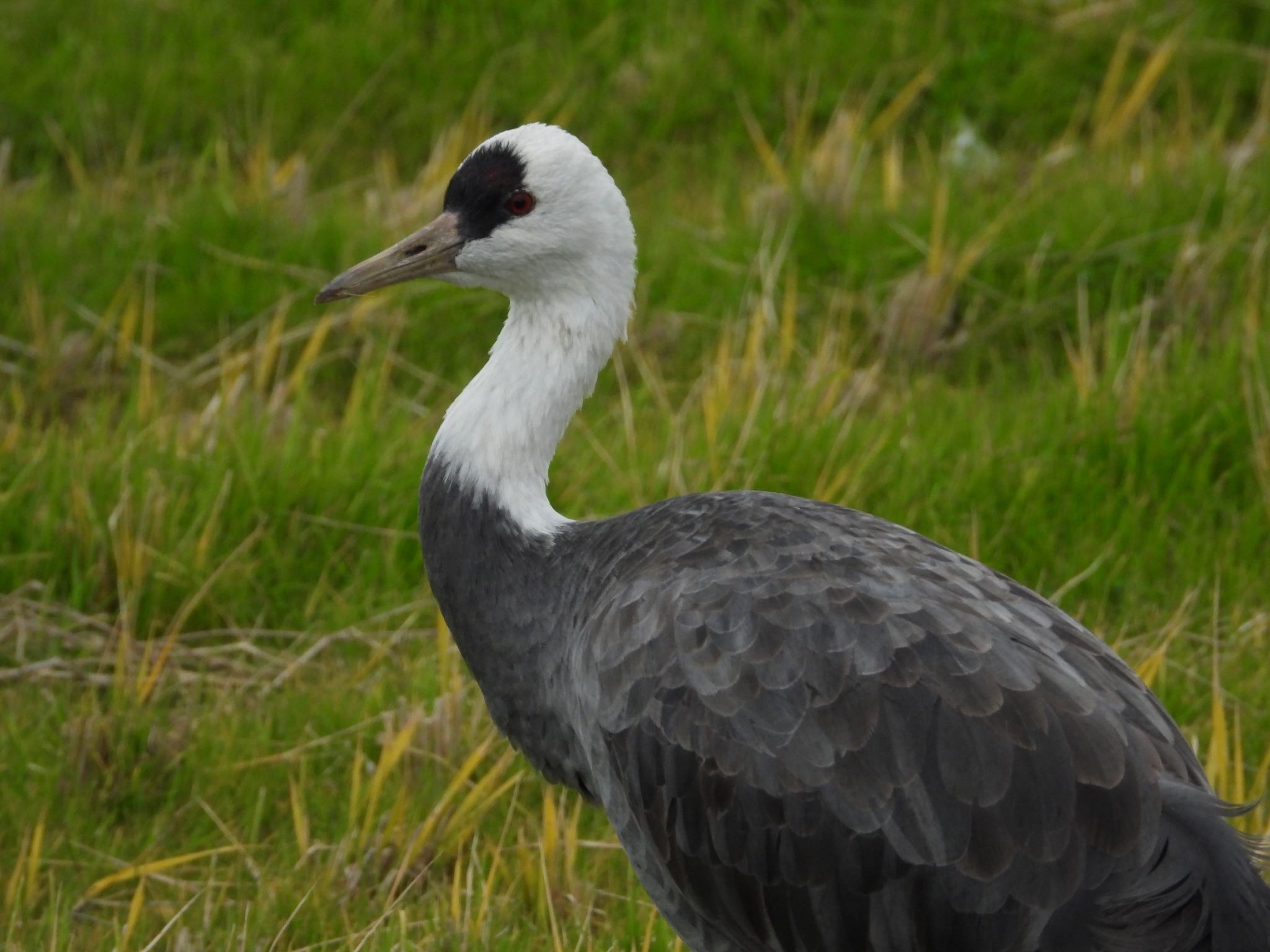 Hooded Crane