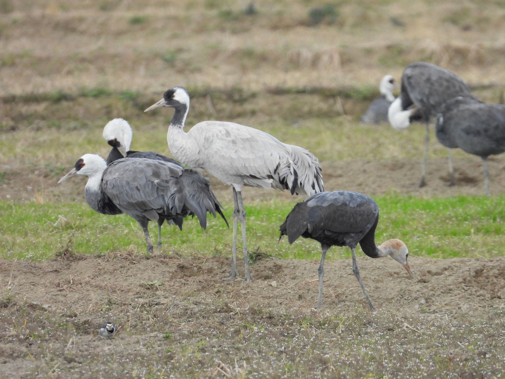 Photo of Common Crane at Izumi Crane Observation Center by Mugi