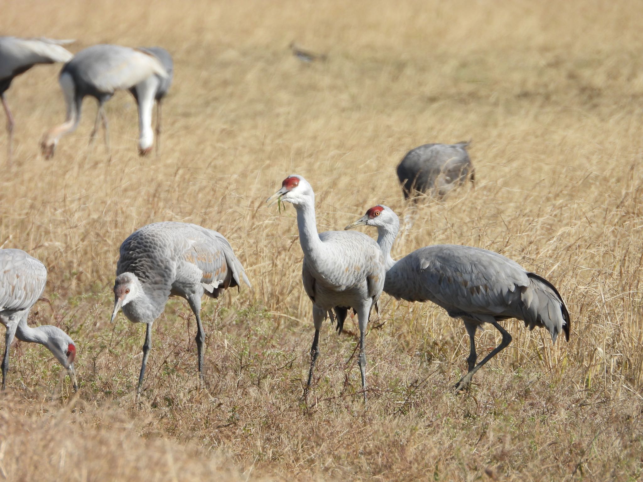 Photo of Sandhill Crane at Izumi Crane Observation Center by Mugi