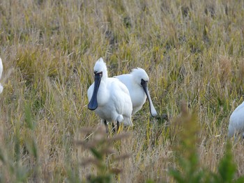 Black-faced Spoonbill Izumi Crane Observation Center Sat, 1/18/2020