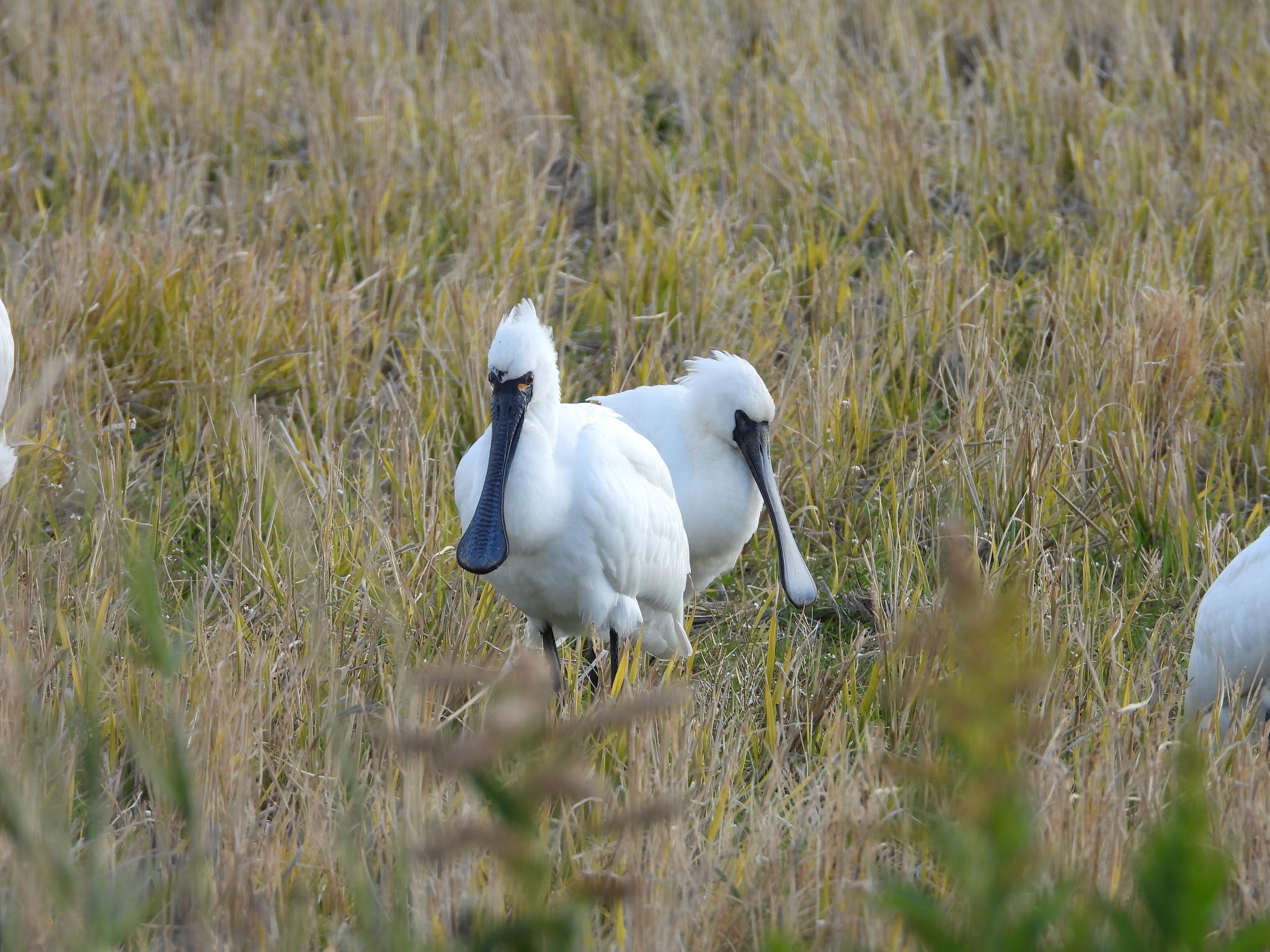 Black-faced Spoonbill