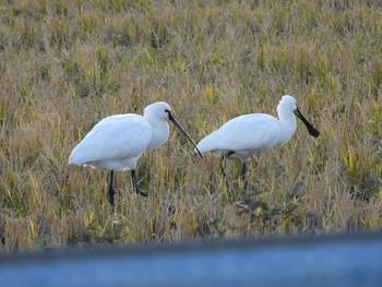 Eurasian Spoonbill Izumi Crane Observation Center Sat, 1/18/2020