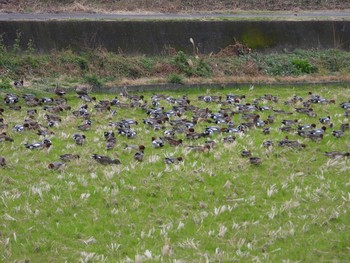 Eurasian Wigeon Izumi Crane Observation Center Sat, 1/18/2020