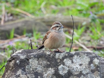 Meadow Bunting Izumi Crane Observation Center Sat, 1/18/2020