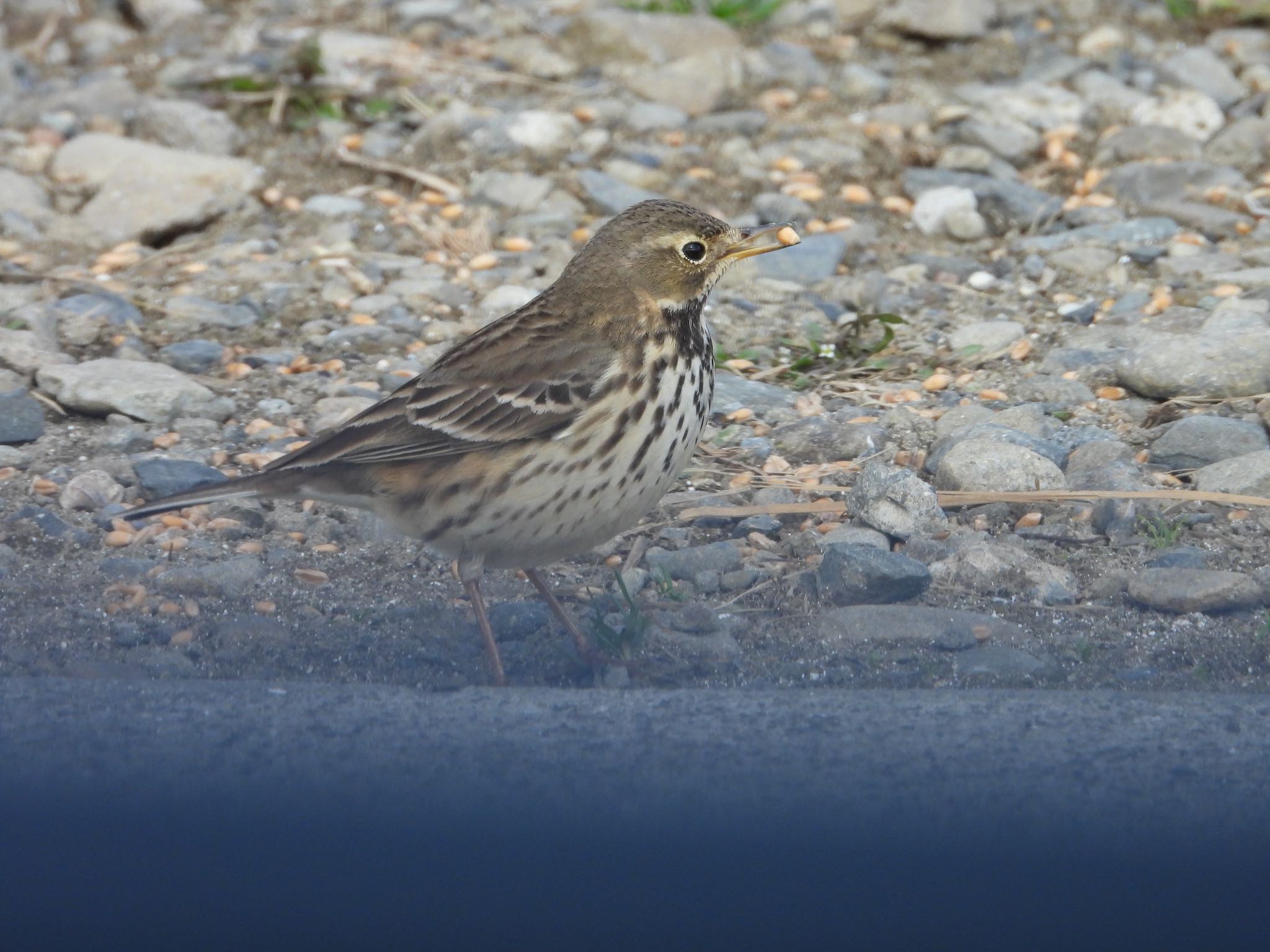 Olive-backed Pipit