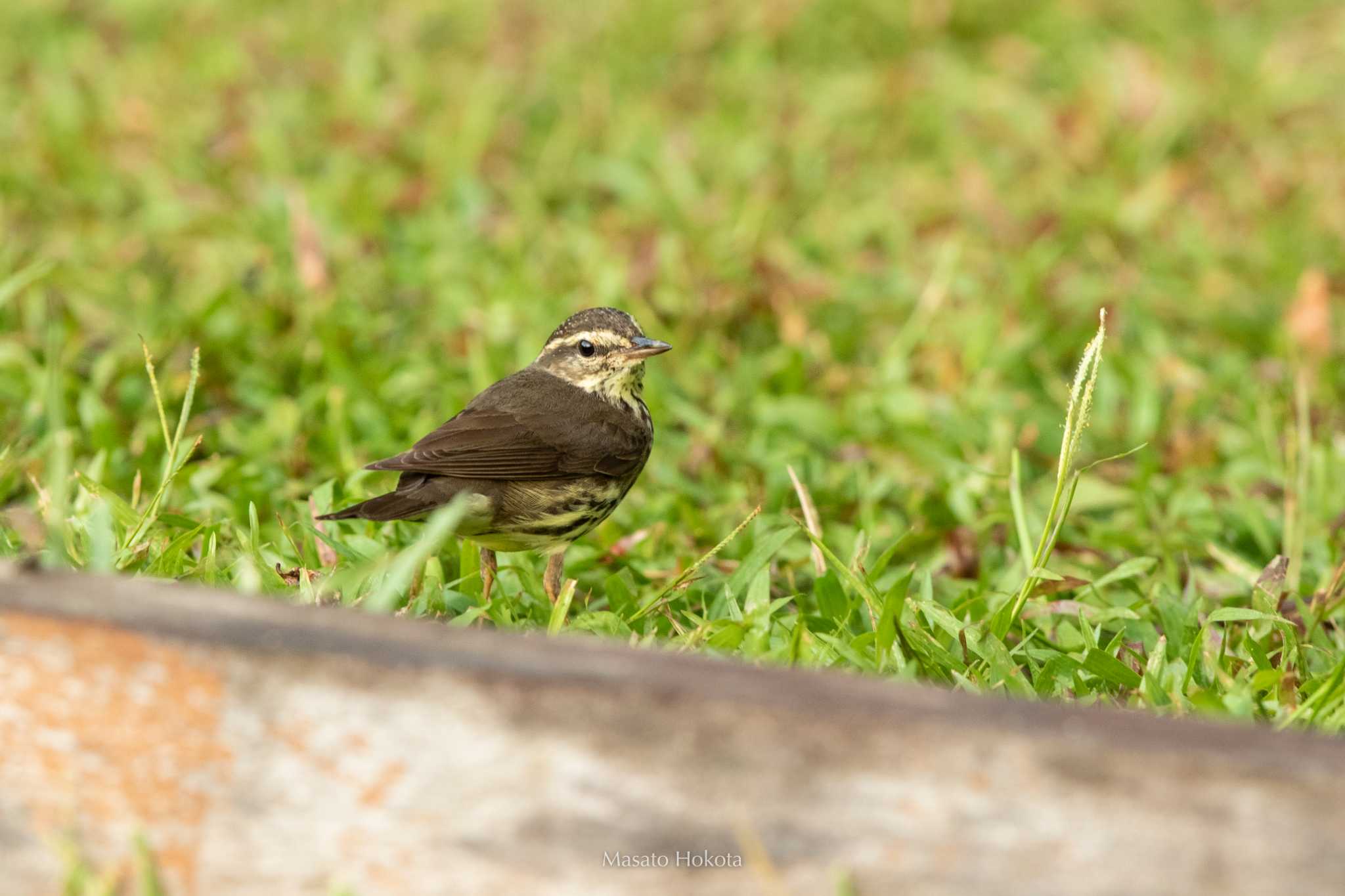 Photo of Northern Waterthrush at Parque Natural Metropolitano NP by Trio