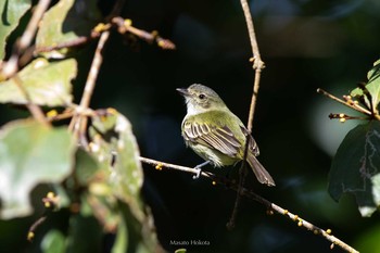 Guatemalan Tyrannulet Cerro Azul Fri, 1/4/2019