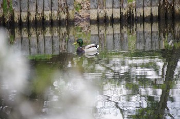 マガモ 百合が原公園 2020年5月4日(月)