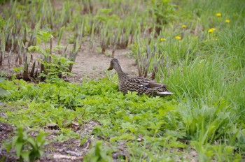 Mallard 百合が原公園 Mon, 5/4/2020