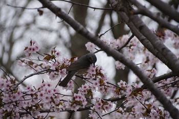 Brown-eared Bulbul 百合が原公園 Mon, 5/4/2020