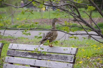 Mallard 百合が原公園 Mon, 5/4/2020