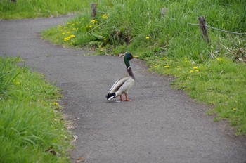 Mallard 百合が原公園 Mon, 5/4/2020