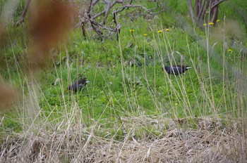 Common Moorhen 百合が原公園 Mon, 5/4/2020