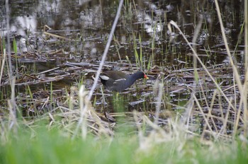 Common Moorhen 百合が原公園 Mon, 5/4/2020