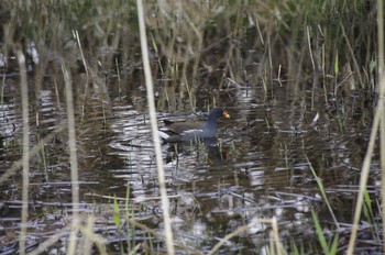 Common Moorhen 百合が原公園 Mon, 5/4/2020