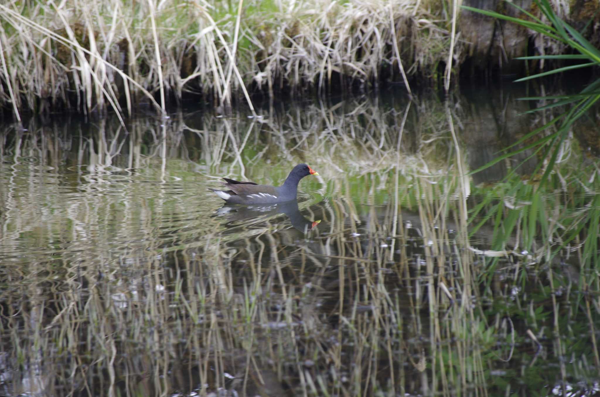 Photo of Common Moorhen at 百合が原公園 by oyajii