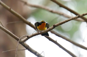 滋賀県の野鳥情報 バードウォッチングならzoopicker