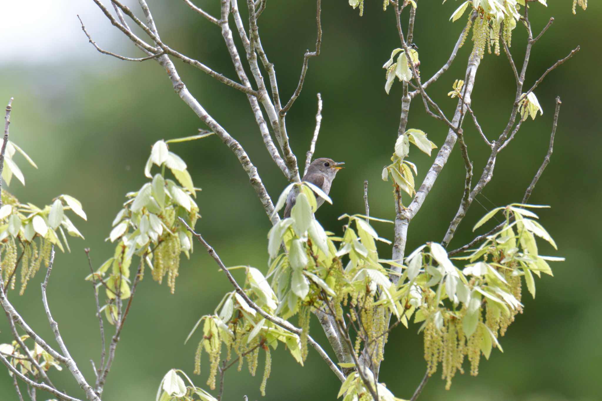 滋賀県甲賀市甲南町創造の森 コサメビタキの写真 by masatsubo