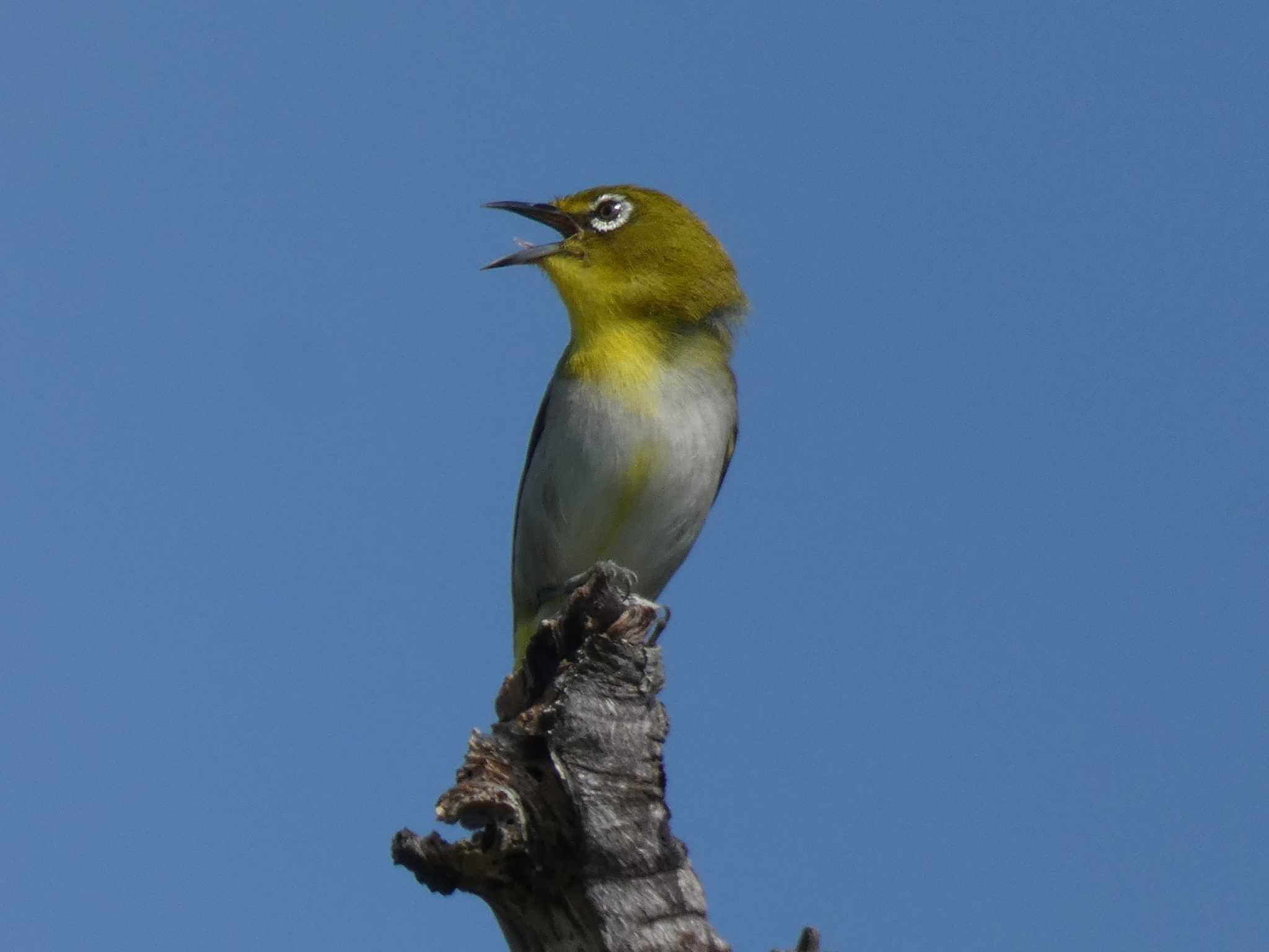 Photo of Japanese White-eye(loochooensis) at Yoron Island by あおこん