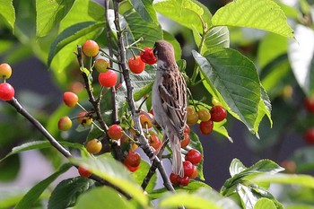 Eurasian Tree Sparrow 京都市西京区 Mon, 5/4/2020