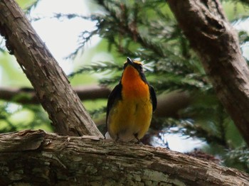 2019年5月20日(月) 座間谷戸山公園の野鳥観察記録