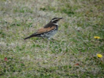 Dusky Thrush 大坂淀川左岸（旭区） Unknown Date