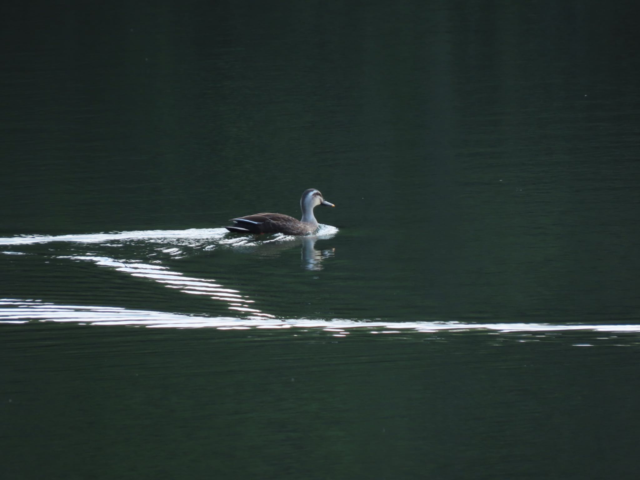 仙台市・水の森公園 カルガモの写真