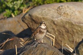 Dusky Thrush 柏尾川 Fri, 4/24/2020